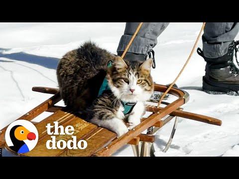 Dog Pulls Cat Around In Sled...And The Cat LOVES It #Video