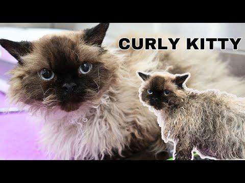 I've Officially Met The Cat Of My Dreams...Meet Eugene Von Cloud Duke Of Fluffingham #Video