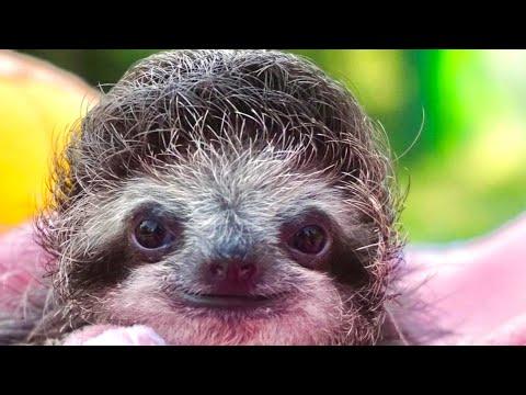 Disabled sloth lived his best life in final days #Video