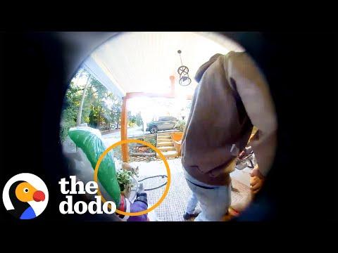 Couple Realizes The Coyote Following Them Isn’t What It Seems #Video