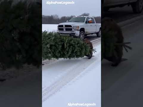 Traffic Stopped for Two Beavers and a Tree