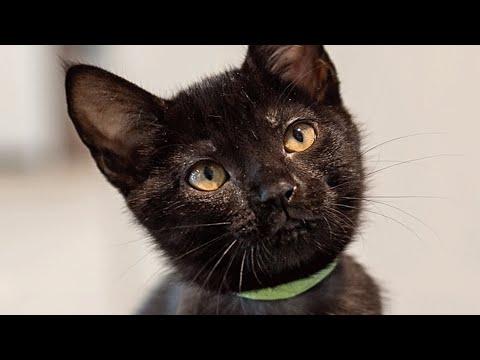 This shelter kitten convinced a guy to take him home #video