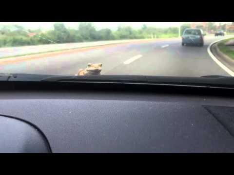 Frog On Car Hood