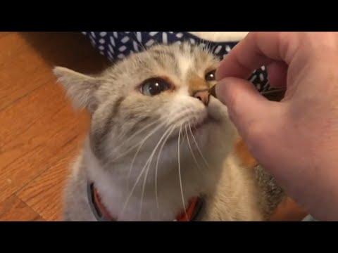 Woman spends 3 years trying to make a cat like her #Video