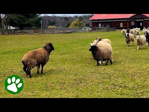 Rescued Sheep's Heartwarming Meeting With New Herd #Video