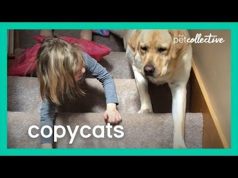 Copycats | The Pet Collective
