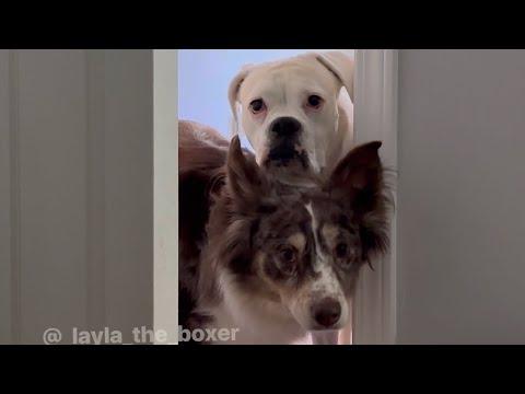 When the Baby Gets Another Cage - Layla The Boxer #Video