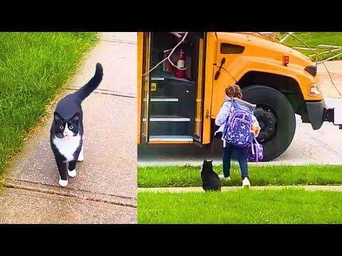 Adorable Cat Walks Little Human to Bus Stop Everyday! #Video