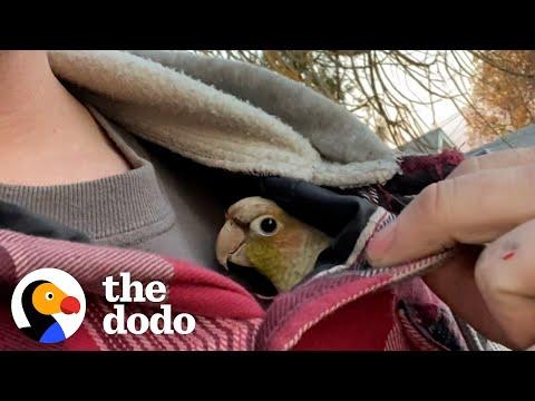 Guy Surprises His wife With A Rescue Bird #Video