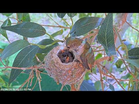 Watch an Allen’s Hummingbird Feed Her 5 & 6 Day-Old Chicks #Video