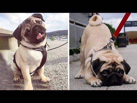 AWW SOO Cute and Funny Pug Puppies - Funniest Pug Ever #17 #Video