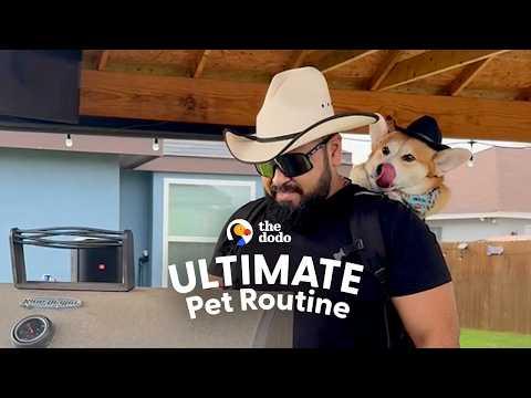 Corgi Knows When It's Time To Start Grilling And Chilling #Video