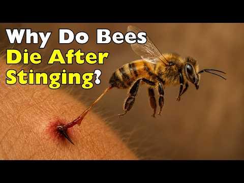 Why Bees Die After Stinging (The Truth Will Surprise You) #Video