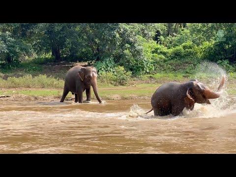 Rescued Elephants Revel In The Sheer Joy Of Play - ElephantNews #Video