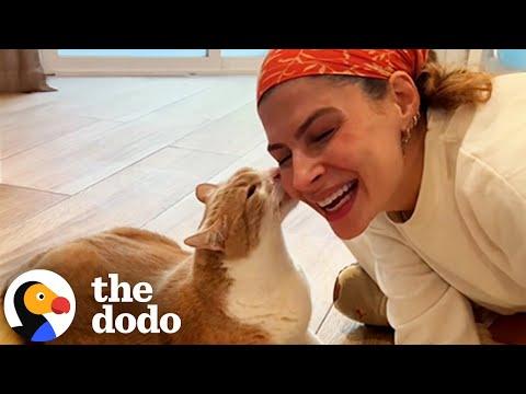 Chunky Rescue Cat Does The Sweetest Thing To Get Attention #Video