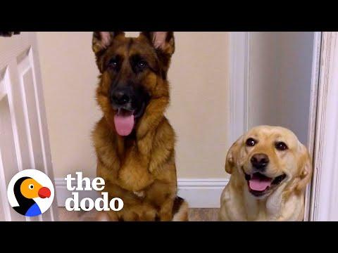 Giant Dogs Get New Baby Brother To Look After #Video