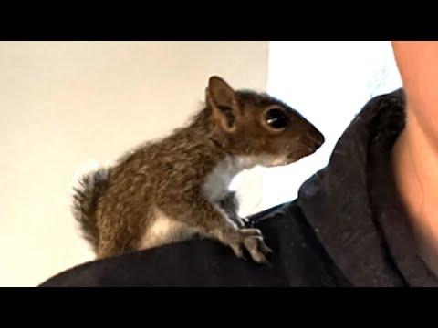 My rescue squirrel barks when ignored #Video