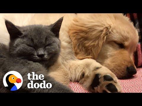 Cat And Dog Have Been Inseparable Since Day One #Video