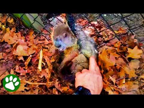 Determined Rescuer Won’t Give Up on Angry Groundhog #Video