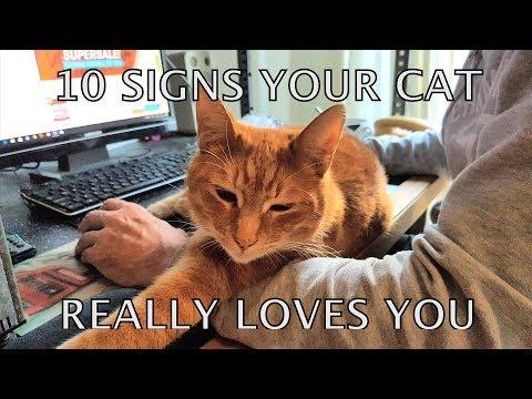 Alvi cat : 10 unmistakable signs your cat really loves you #Video