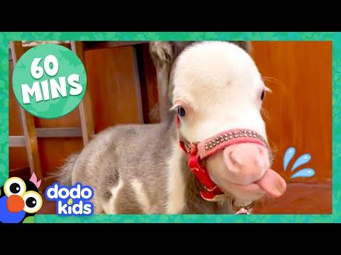 60 Minutes Of The Most Amazing Horse Stories | 1 Hour Of Animal Video | Dodo Kids #Video