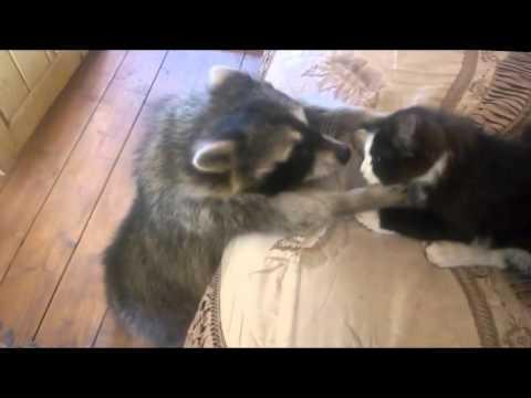 Raccoon: Give me the cat! #Video