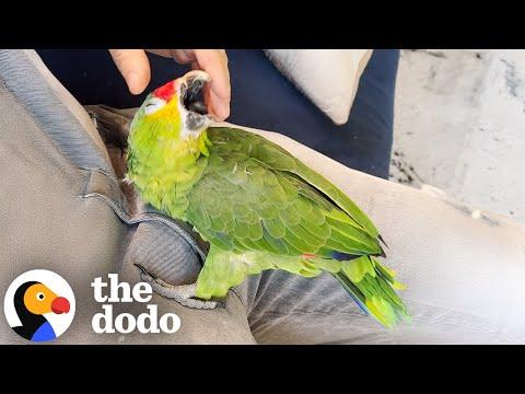 Parrot Shows Up At This Couple's House At Just The Right Time #Video