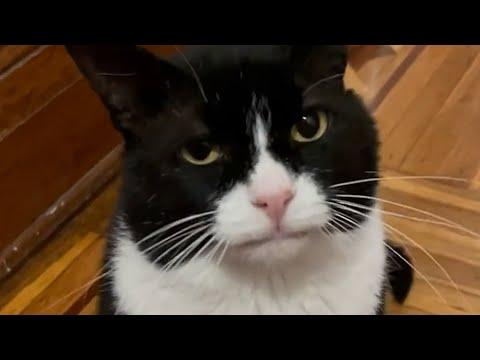 Feral cat retires, now saves other street cats #Video