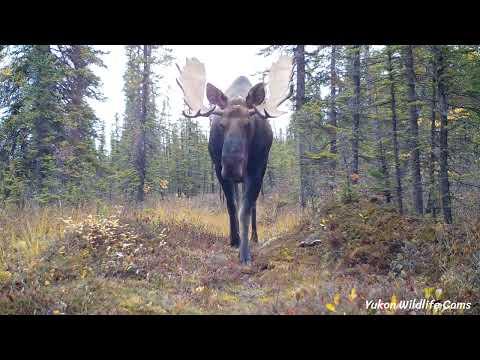 Five and a half months in five and a half minutes! | Yukon Wildlife Cams #Video