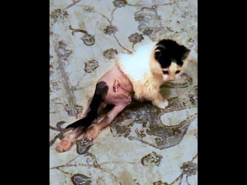 They never thought this abandoned kitten would walk again #Video