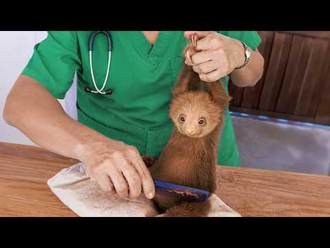 When Overconfident Animals Realize They’re at the Vet #Video