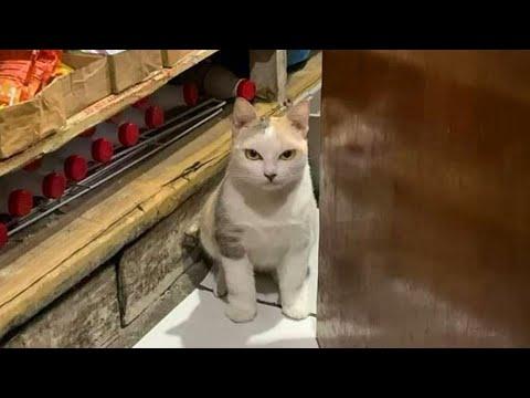 The most DRAMATIC CATS in the world #Video