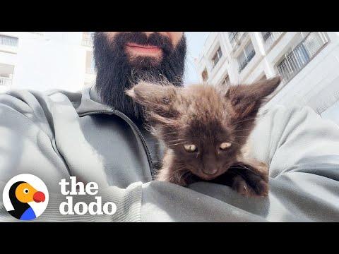 Kitten Who Was Crying For Food Cuddles 24/7 Now #Video