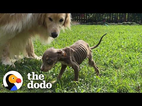 Skinny Foster Puppy Can't Stop Cuddling Up To Golden Retriever #Video