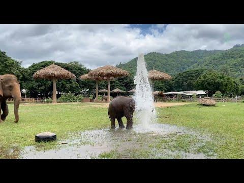 Baby Elephant Wan Mai Have A Great Fun With The Broken Water Pipe - ElephantNews #Video