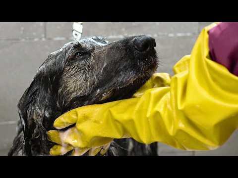 Another gorgeous farm dog transformation | Shiloh Shepherd/Newfoundland mix #Video