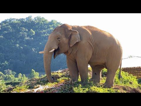 A Special Day for Navann — The Gentle Giant Turns 13 - ElephantNews #Video