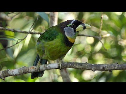 Fire-tufted Barbet in Malaysia #Video
