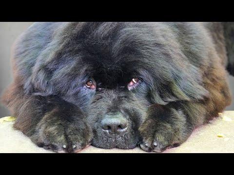 The Sweetest Floofy Newfy I've Ever Met #Video