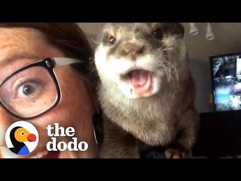 Rescue Otter Has The Funniest Way Of Asking His Favorite Person For Treats #Video