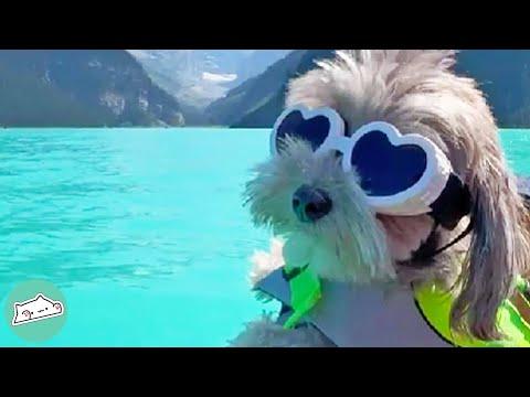 Puppy Was Afraid of City Noises and Now He Can't Stop Traveling #Video