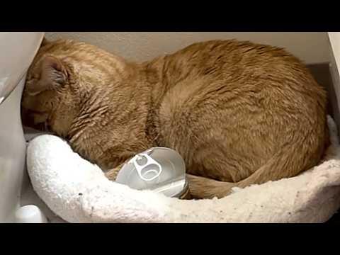 I took a shy shelter cat home. Here's what happened. #Video