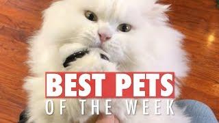 Best Pets of the Week | February Week 1 2018