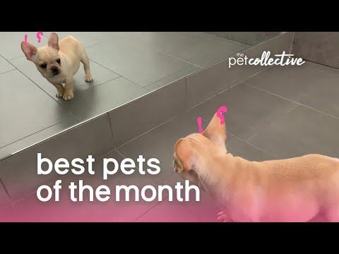 Best Pets of the Month (September 2019) | The Pet Collective