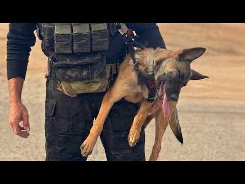 Turns Out Malinois Are Not As Serious As I Thought!  #Video