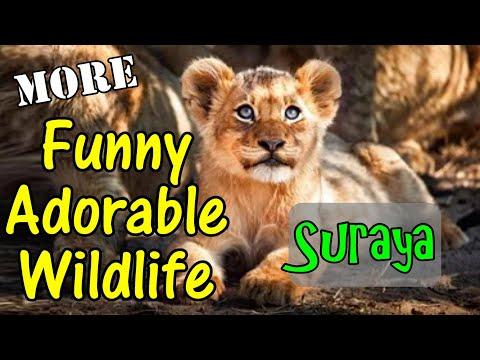 Funny Adorable Wildlife Photography Suraya #Video