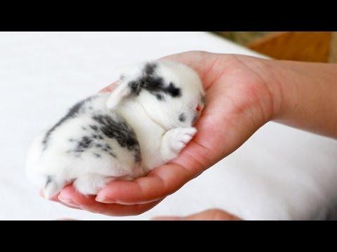 Baby bunny squeaks when held! #Video