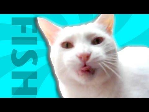 Ultimate Cat Tease