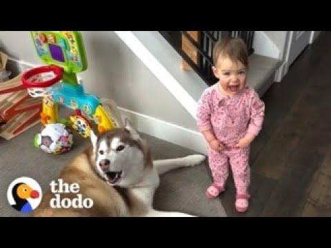 7 Signs That Your Child Is Being Raised By Huskies #Video