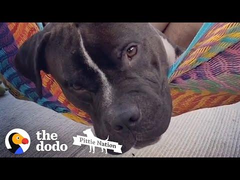 Watch This Sad Pittie Get So Silly And Happy #Video